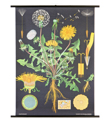 dandelion botanical chart