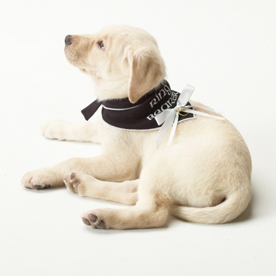  Wedding Accessories on Doggie Ring Bearer Bandana   Dog Wedding Accessories