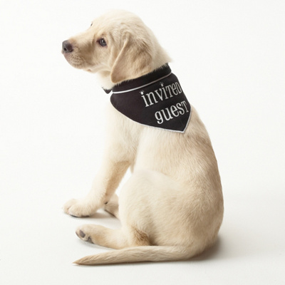 Doggie Invited Guest Bandana
