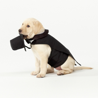 dog tuxedos for weddings on Dog Wedding Tuxedo   Dog Wedding Clothes