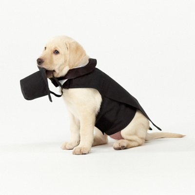  Clothes Wedding on Dog Wedding Tuxedo   Dog Wedding Clothes