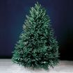 The Fresh Christmas Tree.
