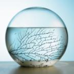 4-Inch Self-Sustaining Ecosphere