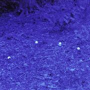 Golf-Ball Finding Prescription Lens Fit-Overs 