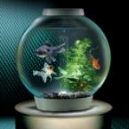 The Self-Filtering Aquarium