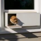 The Easy Mount Window Cat Door