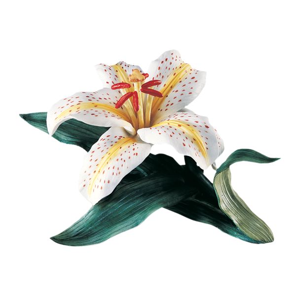 Auratum Day Lily