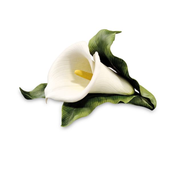 Calla Lily