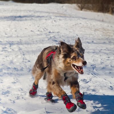 Doc in his Ruff Wear Barkn Boots