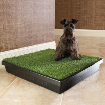Shop Pet Training Essentials