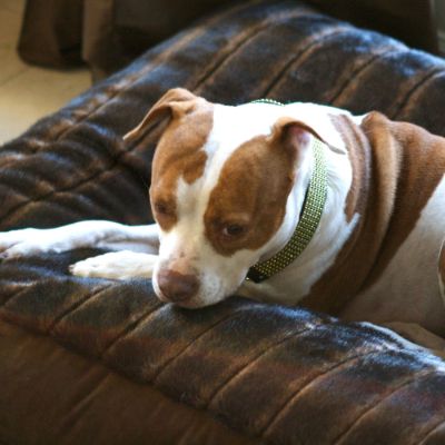 Shop Pet Blankets & Pillows